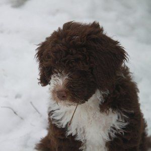 Meet your Posher, Mireille